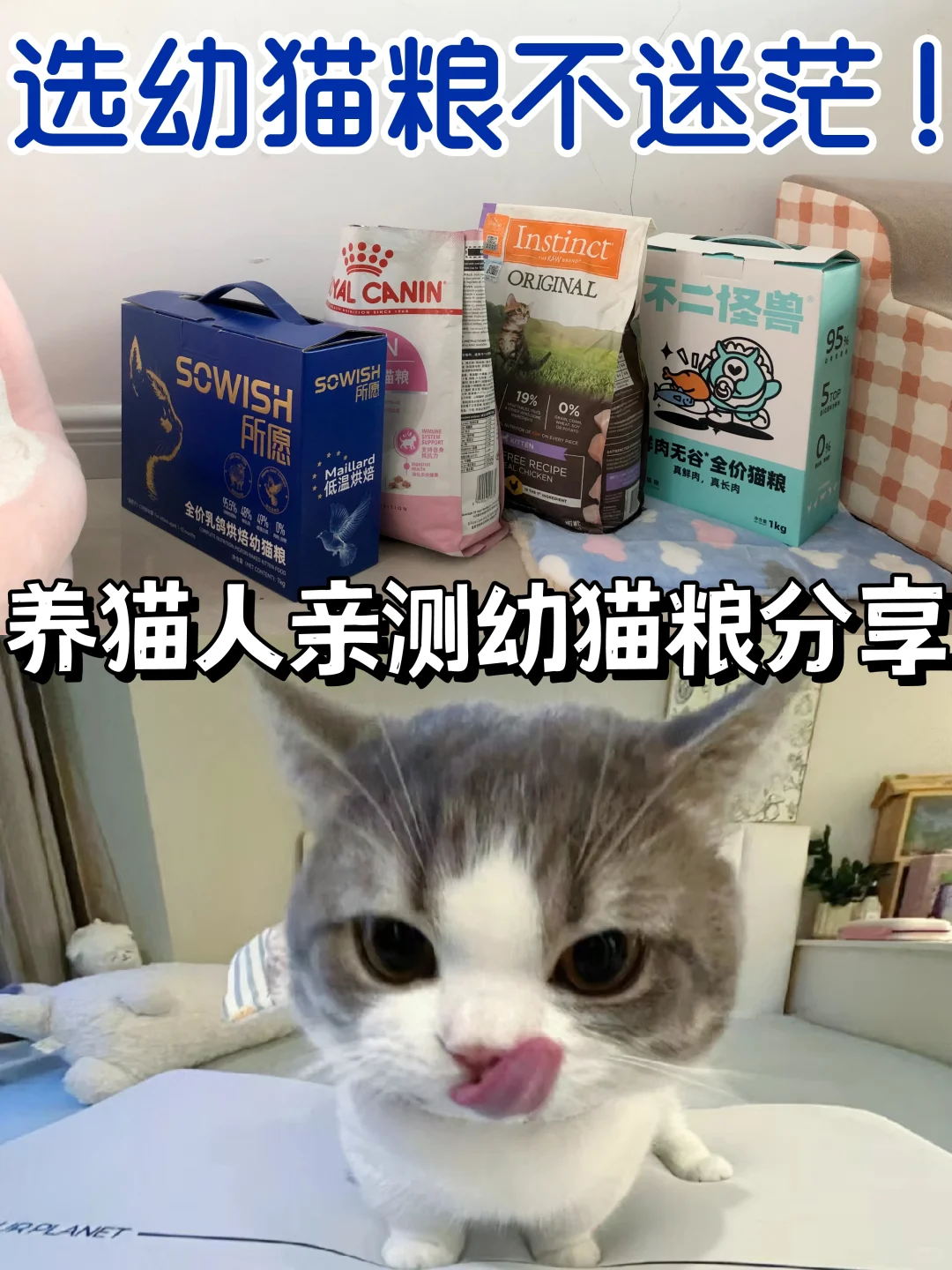 选幼猫粮不迷茫！养猫人亲测幼猫猫粮分享！