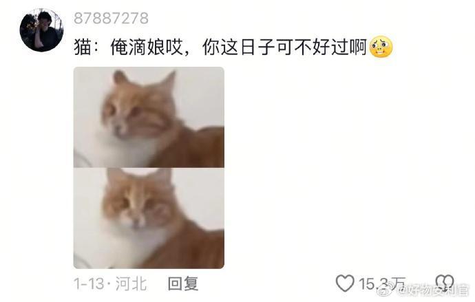 猫：你身上好像有权利的味道🤣👌 