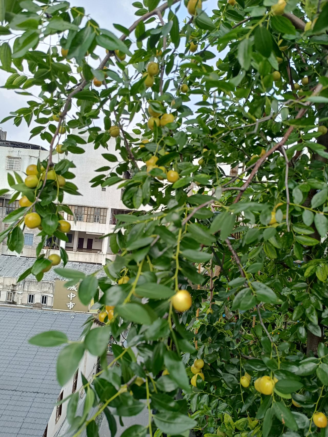 晒晒你家的菜园