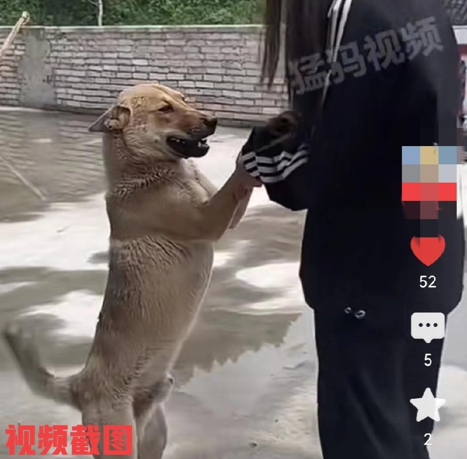 有女生和狗狗跳舞转圈圈。

只在这一过程里彼此都似乎有些共鸣，内心里都带着对于此