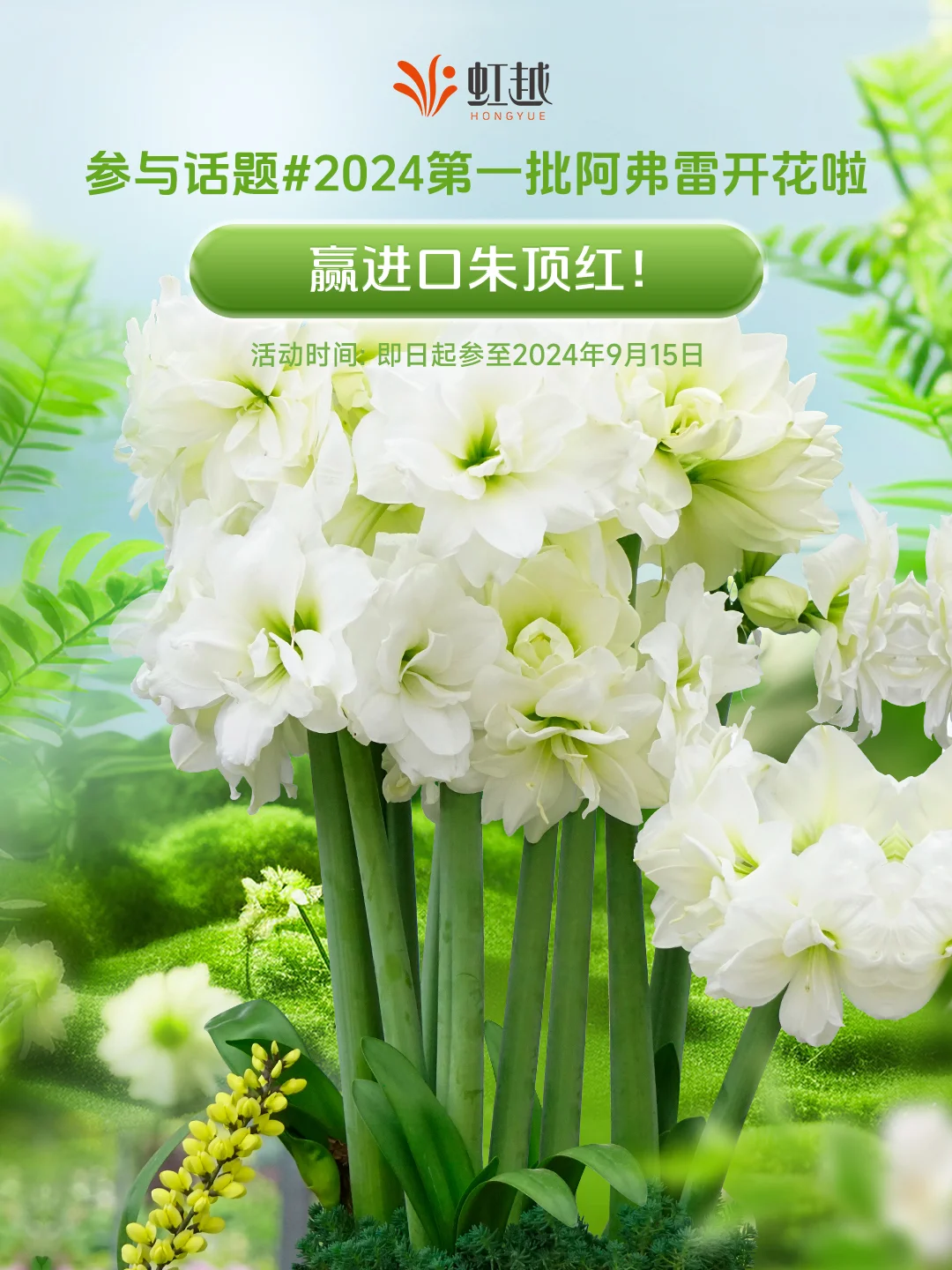 有奖征集 | 2024第一批阿弗雷开花啦