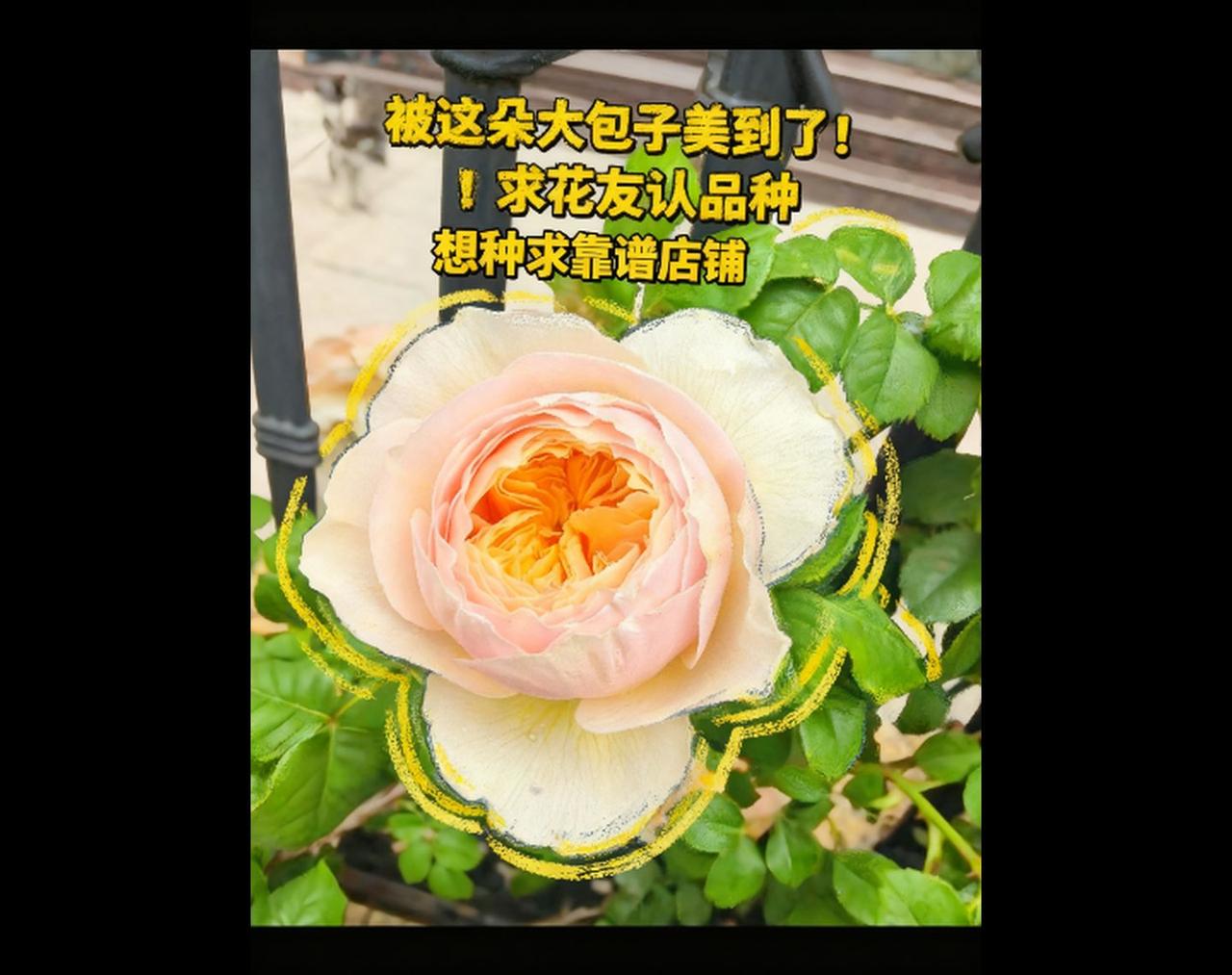 盆栽月季苗 养花人的精神世界 好品种月季 养花人的治愈时刻 庭院盆栽月季