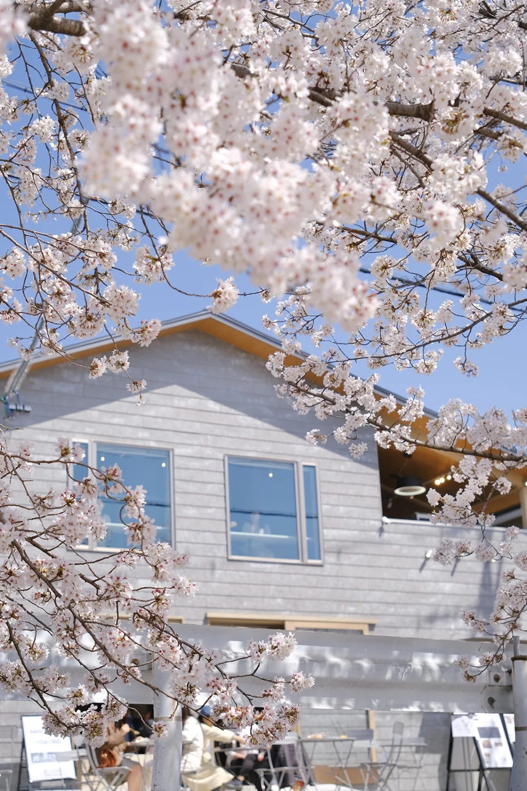 3月京都早春 🌸