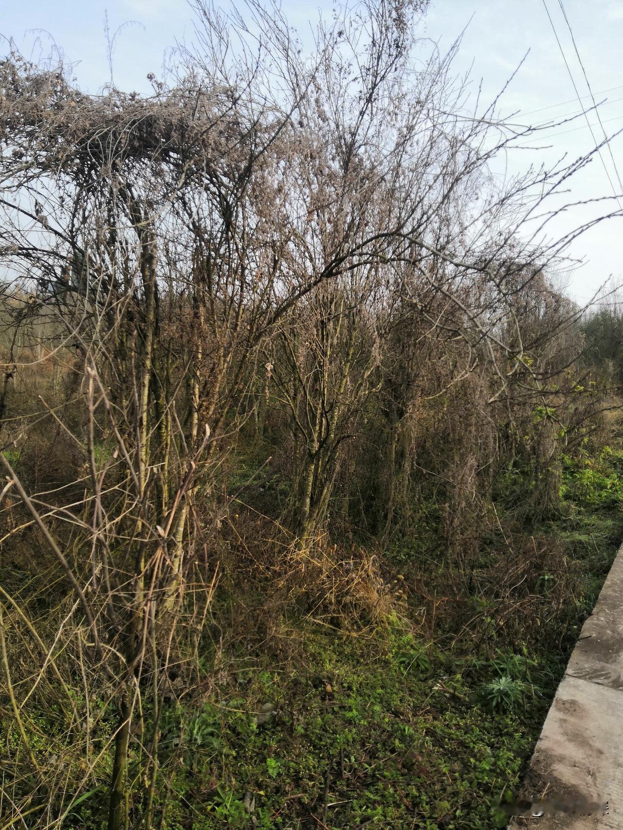 腊梅花不开花啥原因初春的腊梅花，在阳光下显得比其他花朵开得早一些，腊梅花不开的原