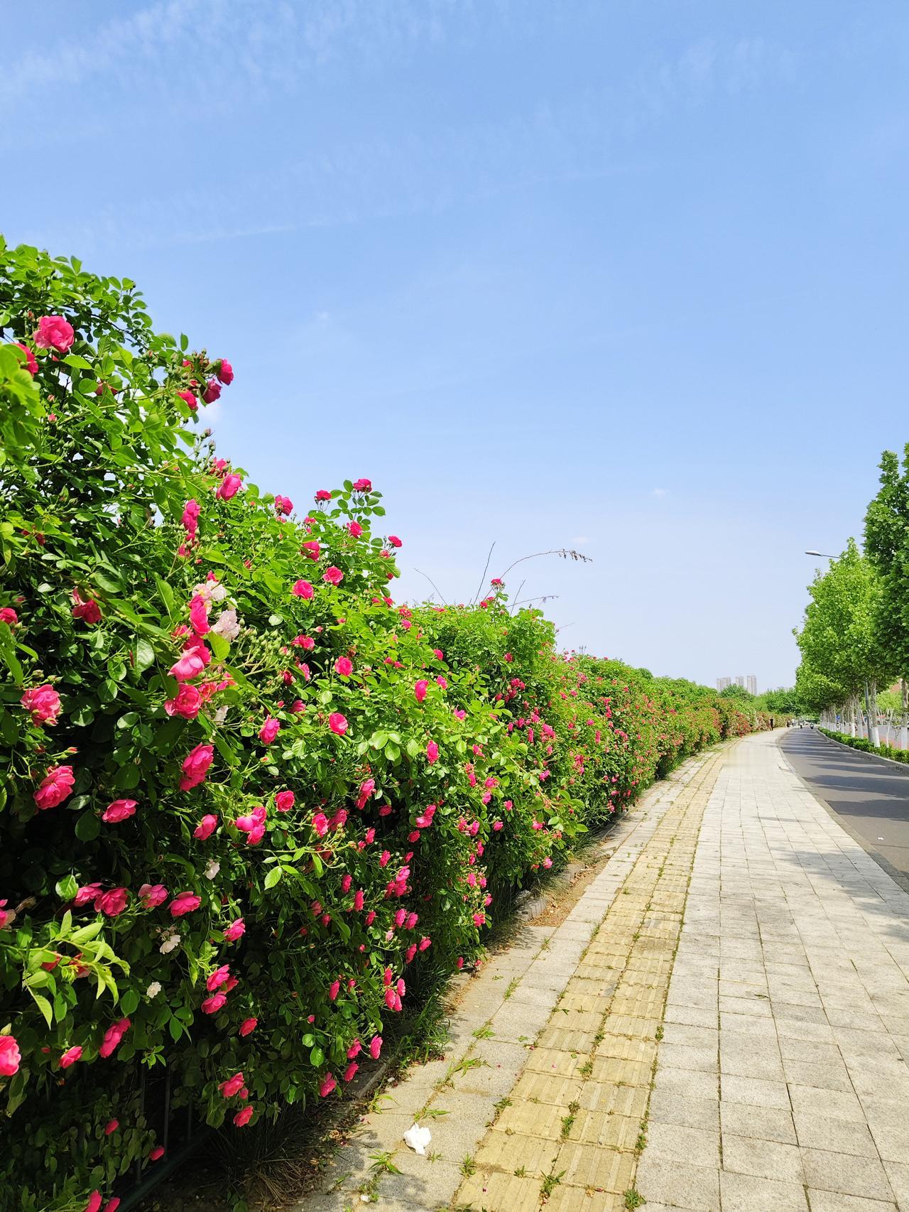生活中最好的解药——蔷薇花！五月芬芳，盛开的蔷薇花可以治愈不快乐！蔷薇花是一种蔷