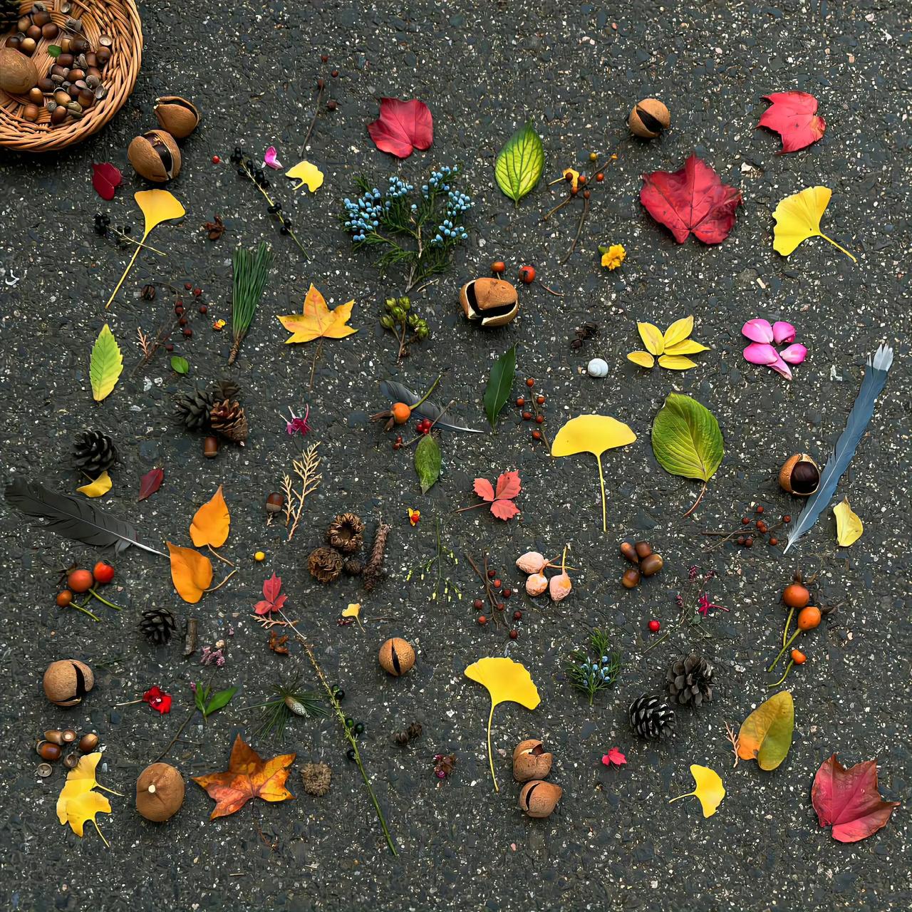 秋叶🍂集合#分享树叶的美# #收集秋叶# #落叶🍂的静美#