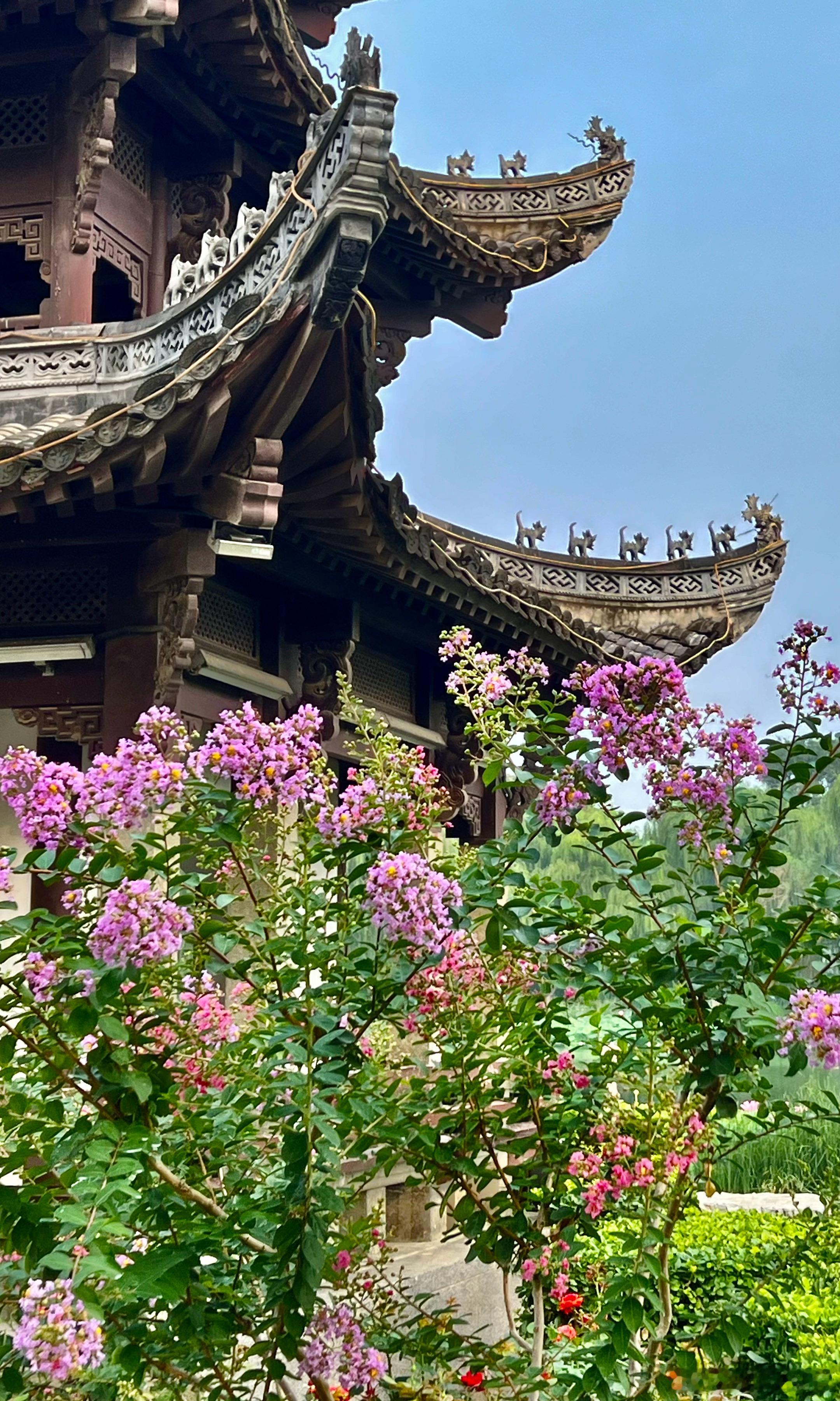 北京陶然亭公园 紫薇花盛开摄影​​​