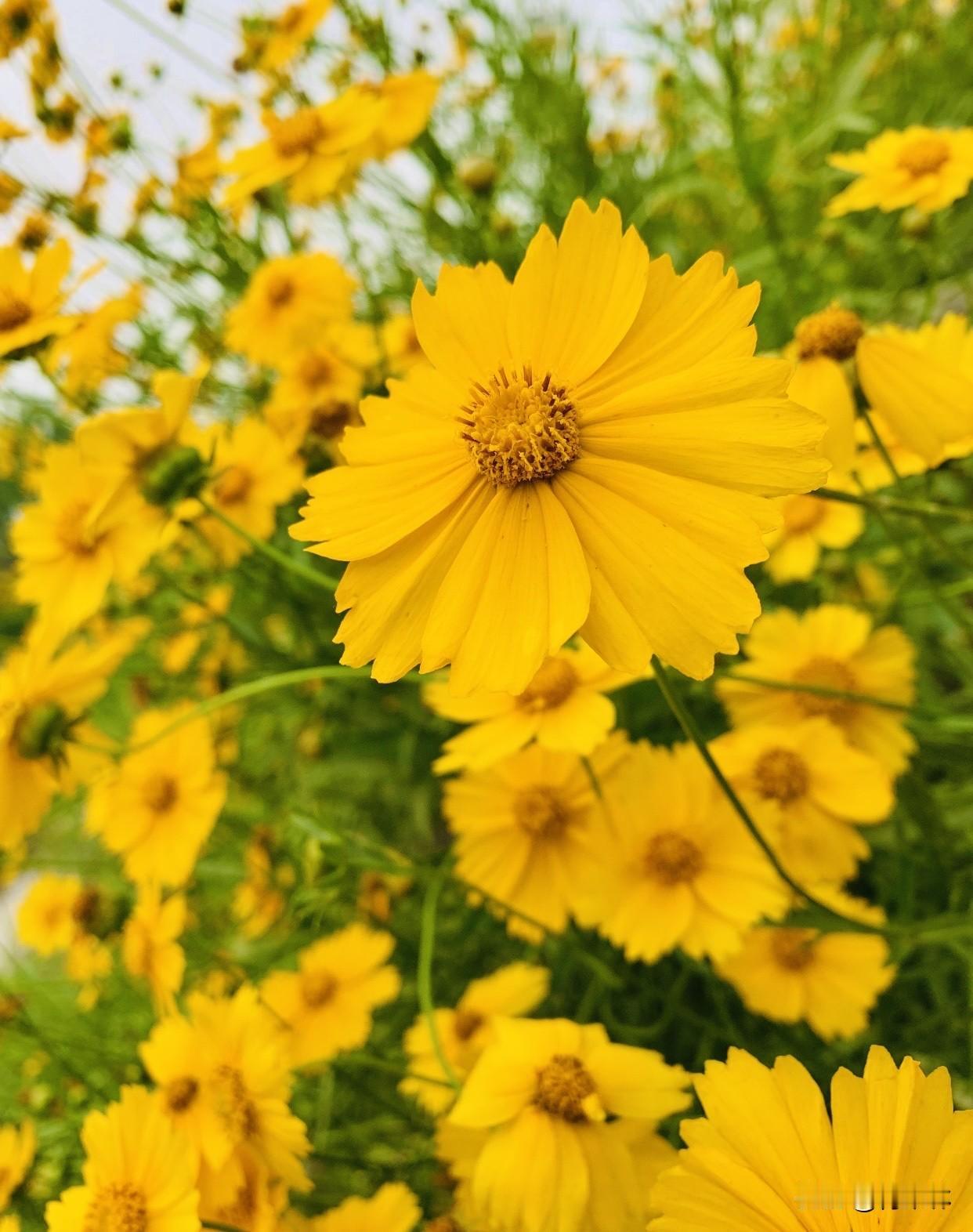 远远望去一片花海，蹲下来仰拍，花杆密密麻麻像小树林，花朵像波浪。站在里面，人都变