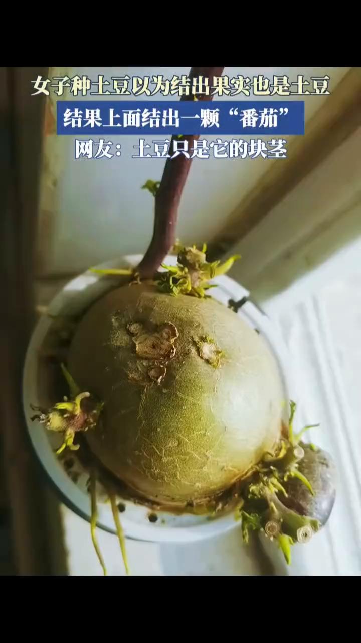 这是一个土豆，但是想不明白的是为什么会接了一个番茄。