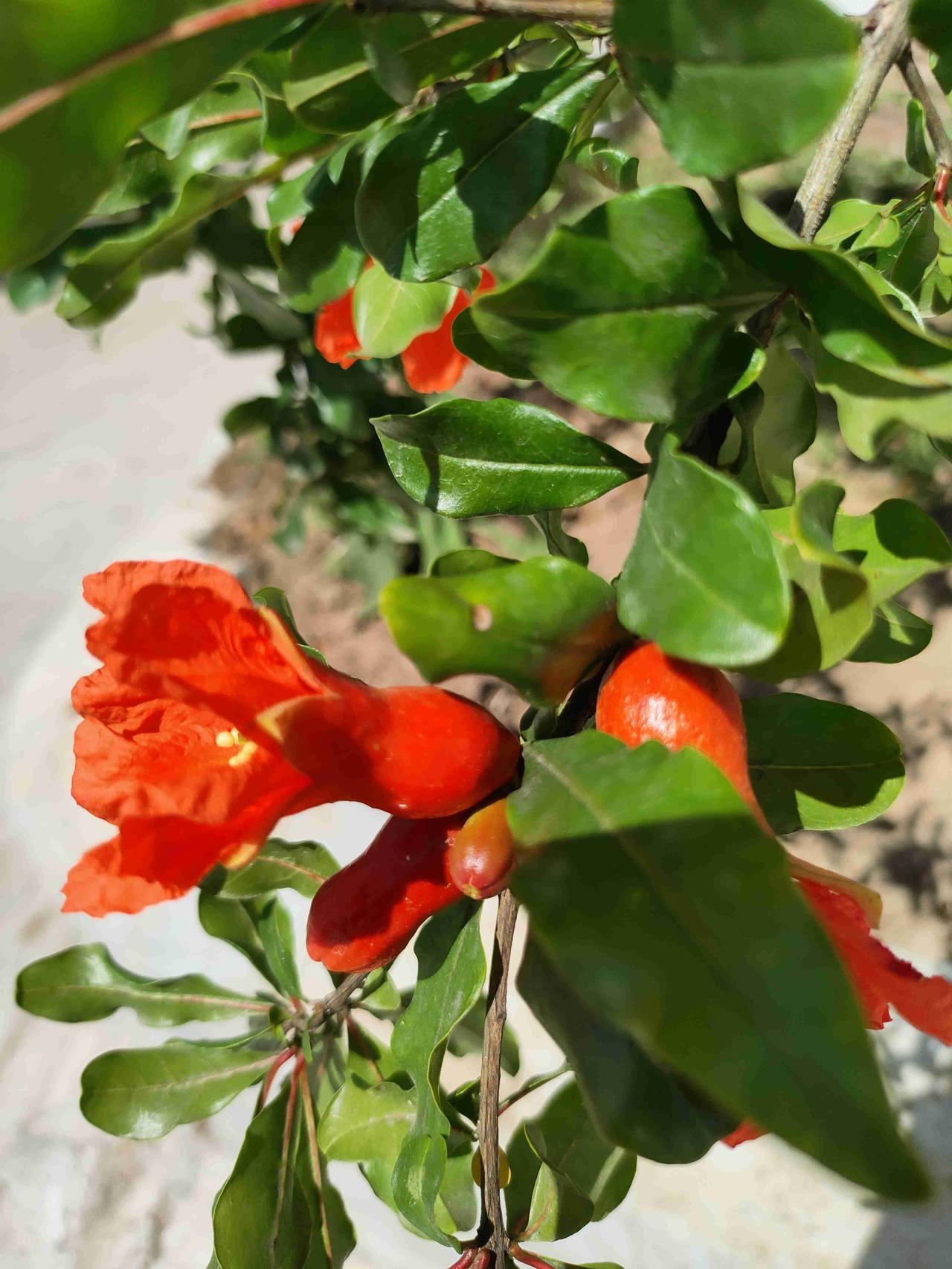 我的今日状态：😁轻松愉快
我这里的天气：☀️晴天 阳光里的石榴花，红得鲜亮又热