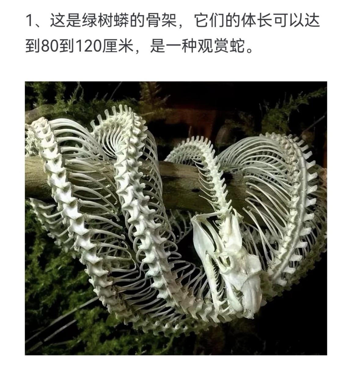 这是绿树蟒的骨架，它们的体长可以达到80到120厘米，是一种观赏蛇
