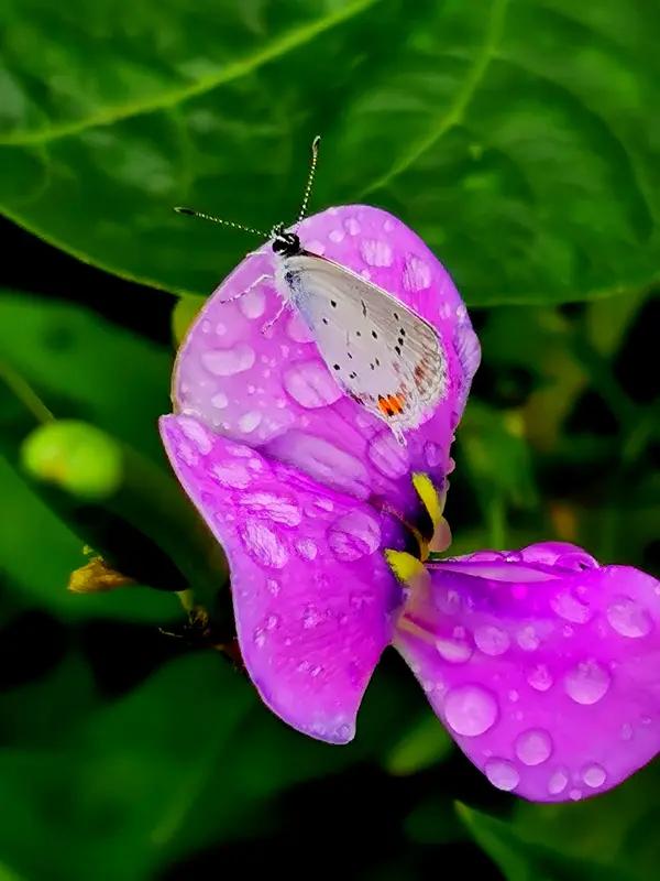 上联：日出花含笑，诚邀下联雨花开蝶飞舞。
