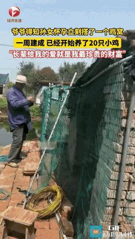 江苏南通，爷爷得知孙女怀孕了，第二天就去买砖头花一周的时间盖了一个鸡窝，然后又抓