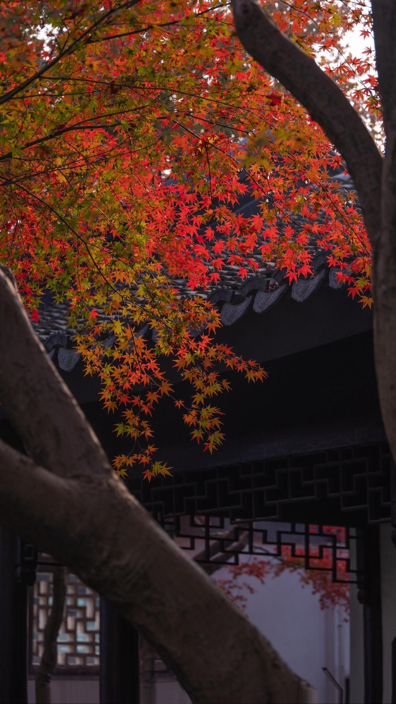 瞻园的红枫大概把秋天所有的浓烈都攒在了这里，透过花窗看见的是半框流丹，转过回廊撞