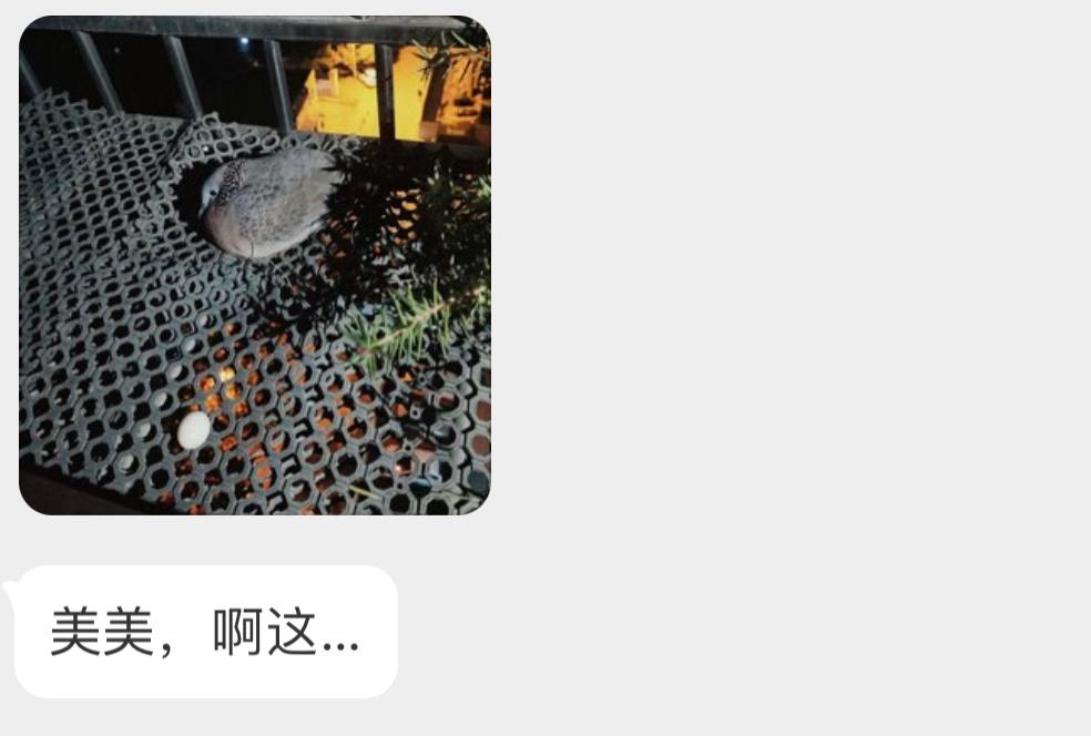 随地大小蛋的珠颈斑鸠大概的确是憋不住了[哆啦A梦害怕] ​​​