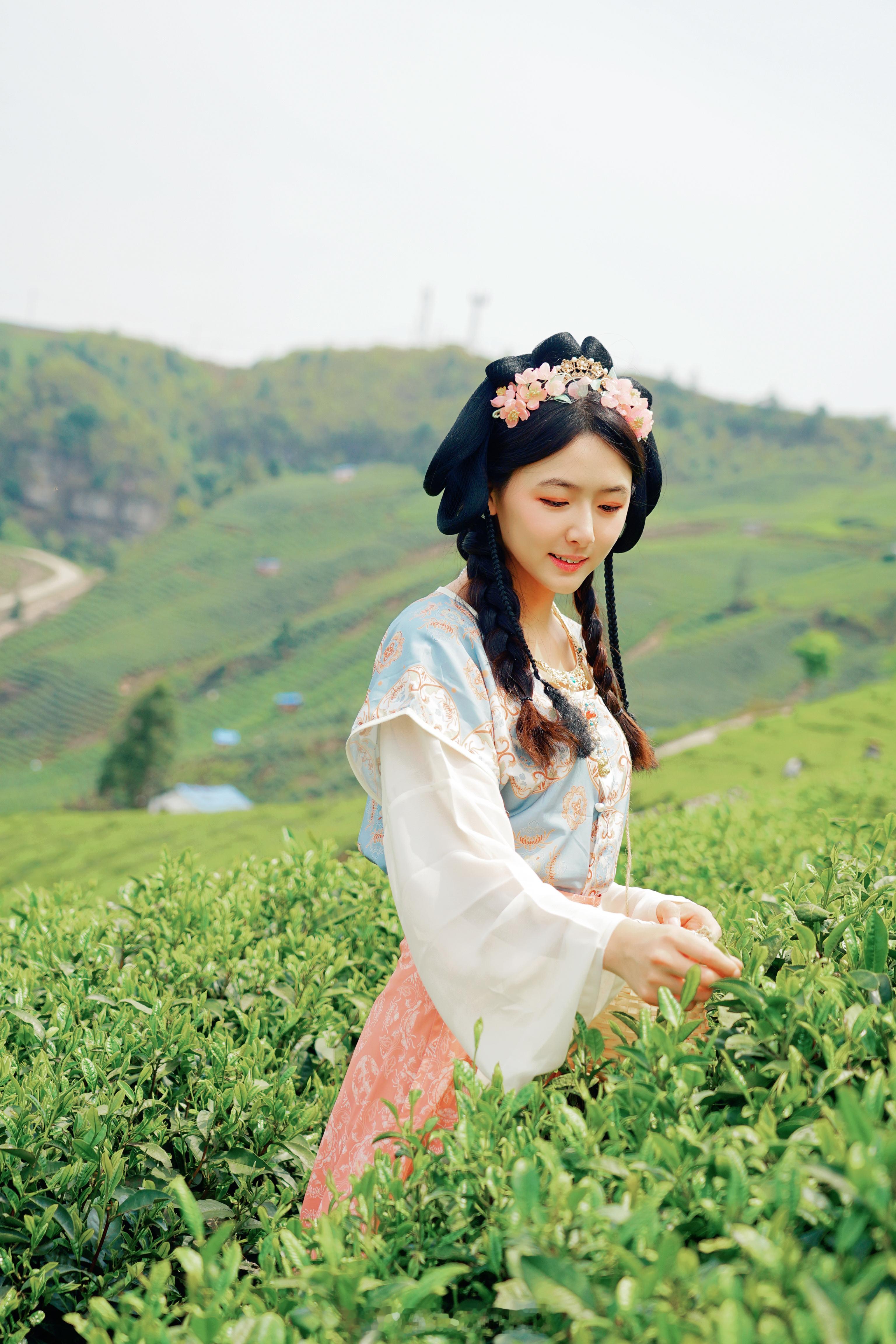 🌿🍵探秘黔南春色，邂逅贵定云雾贡茶🌱🏞️黔南春茶游记黔南春茶怎么玩城市巡