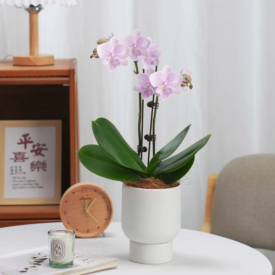 🌸白居易蝴蝶兰，高级感家养绿植🌿