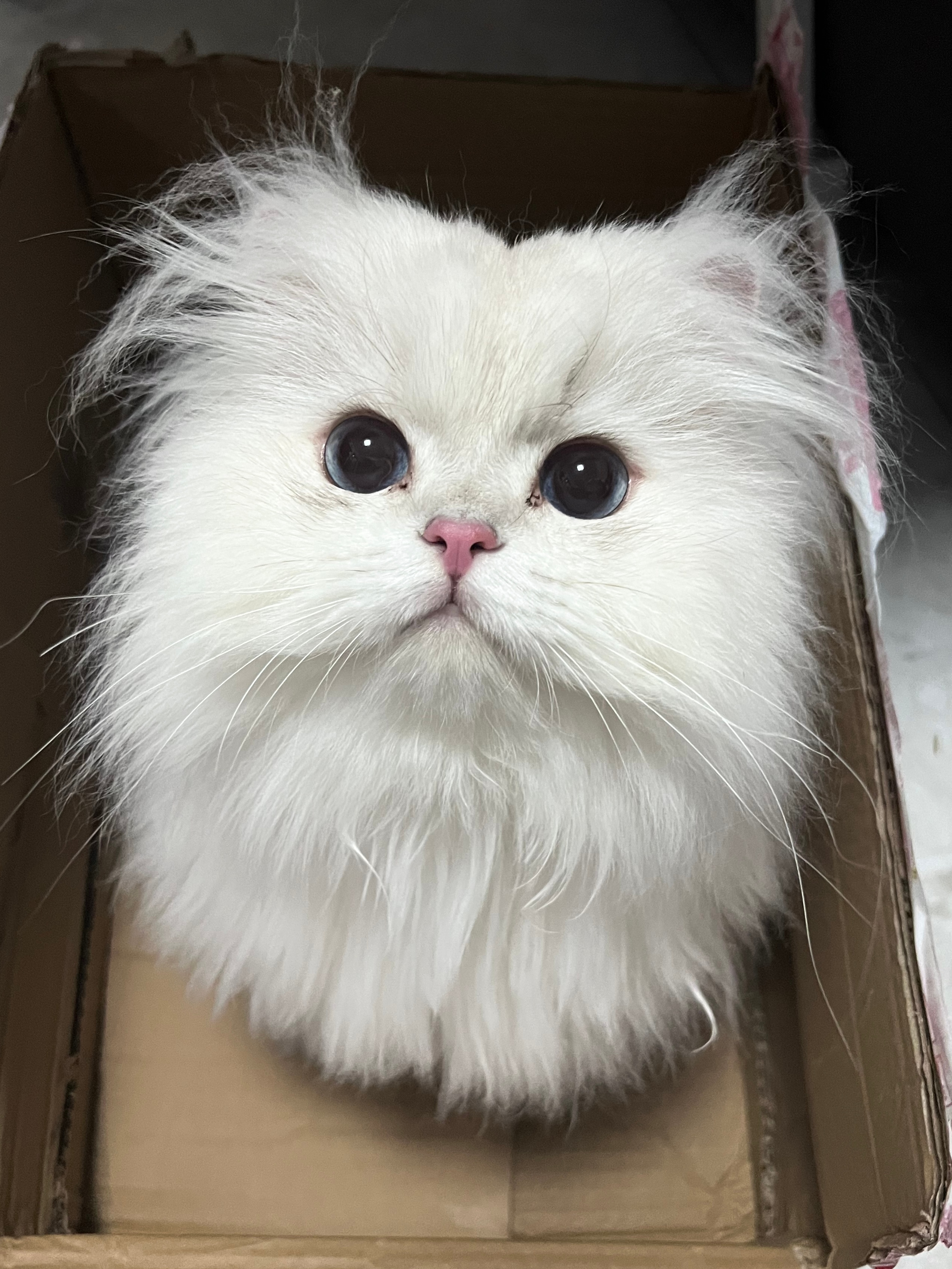 你好金点小面包我是银点雪媚娘#英国长毛猫##银点##辣椒家新家回访# ​​​