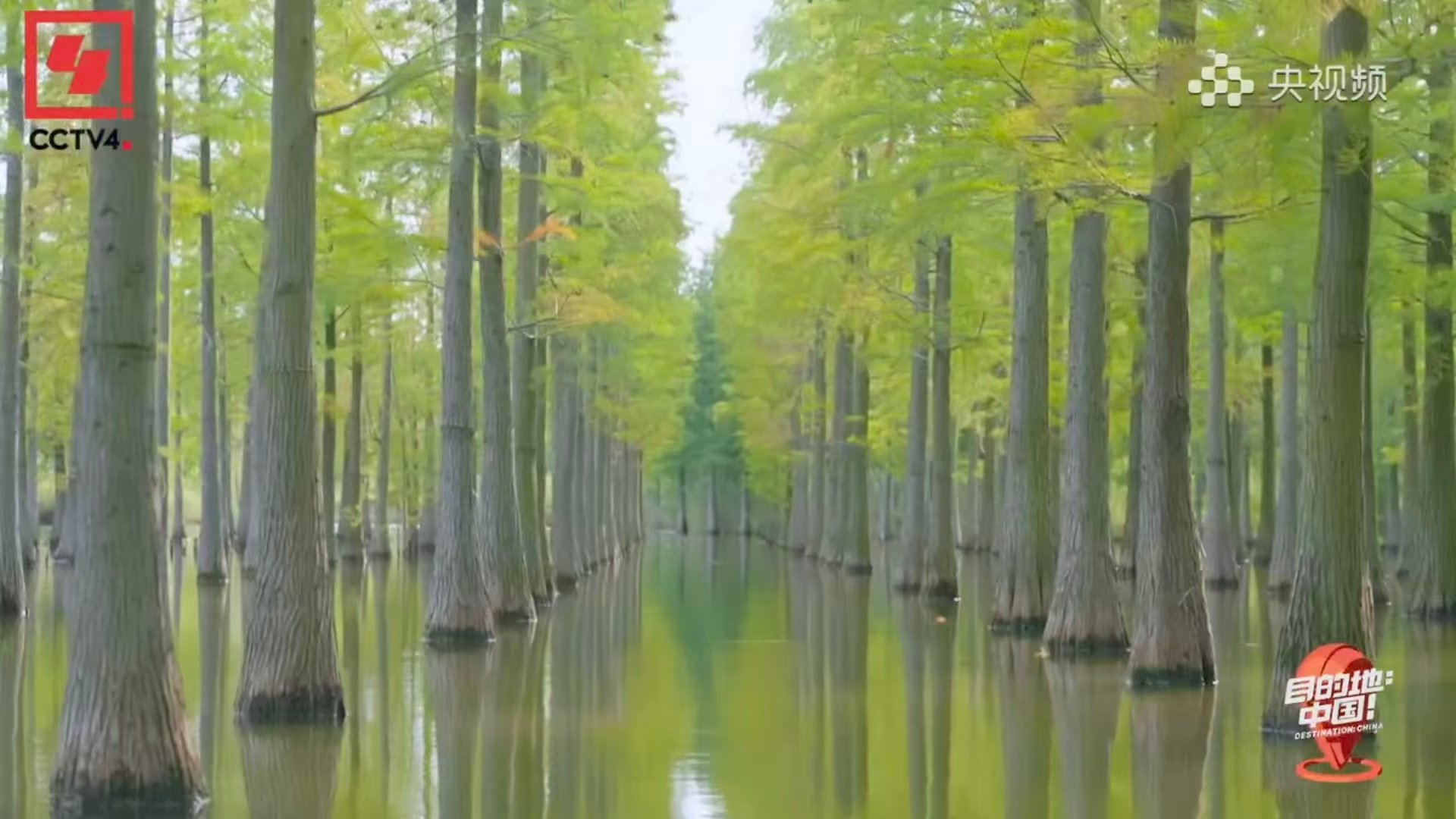 录综艺意外发现存活1亿年的物种 综艺镜头捕捉到了“活恐龙”级别的生命奇迹！水杉，