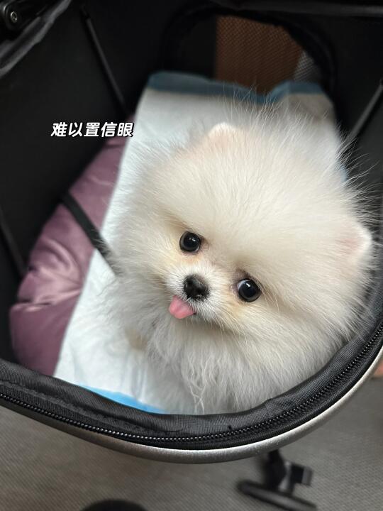 锐评狗眼