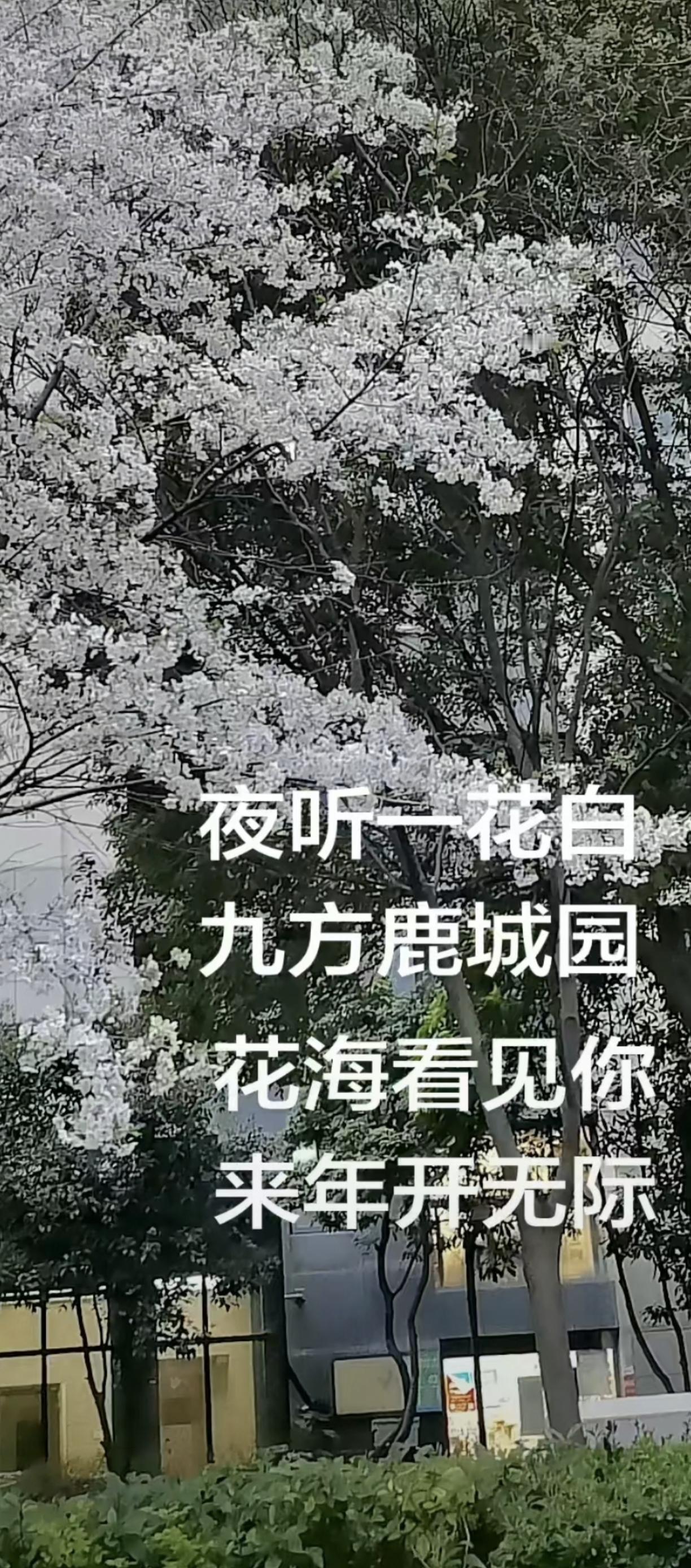 樱花白 城北约
往事随风 回首暮光 却我心依旧，
黄花落叶 人生道场 世外有桃源