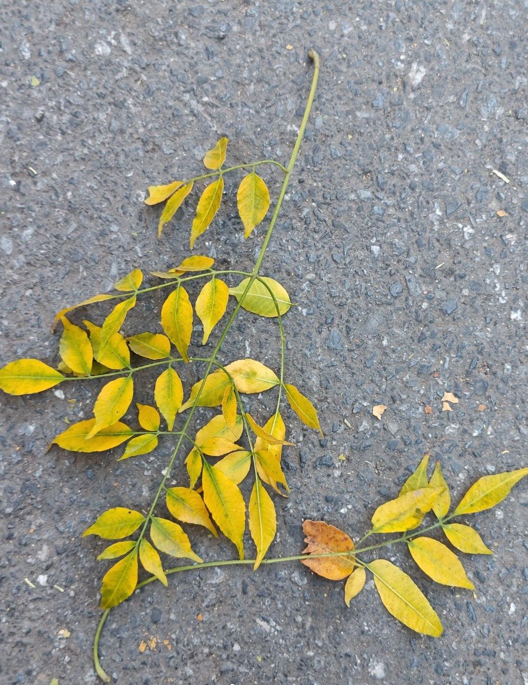 广州终于有些深秋的气息了，这是被北风吹落的苦楝树叶，很好看。不知道最近广州有没有