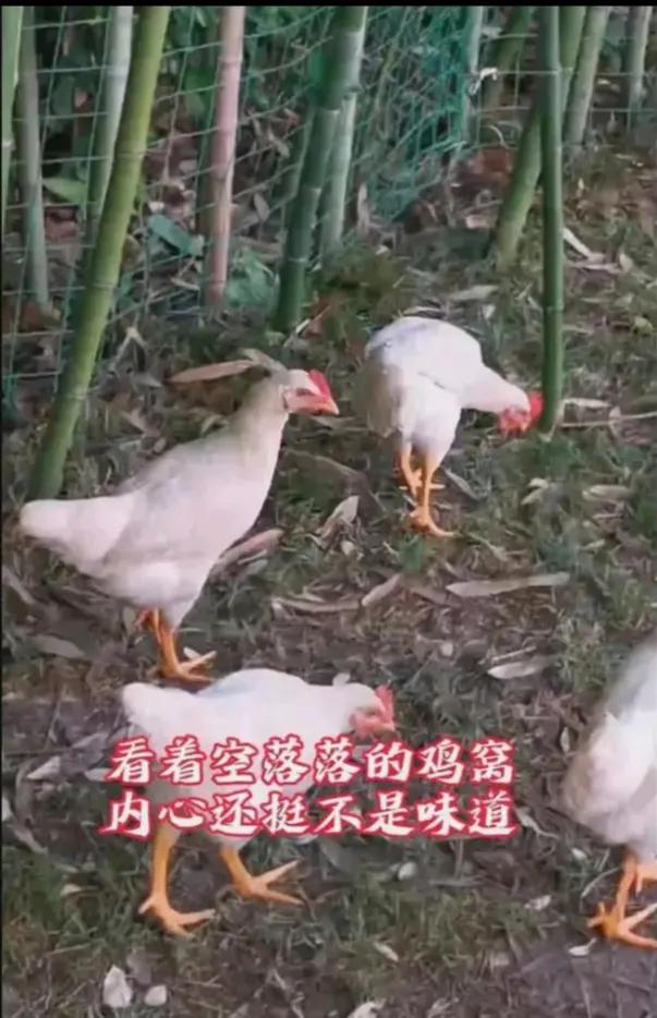 《鸡鸡复唧唧》

今天出来这个妈妈，
明天出来那个妈妈。
孩子都是工具人吗？
未