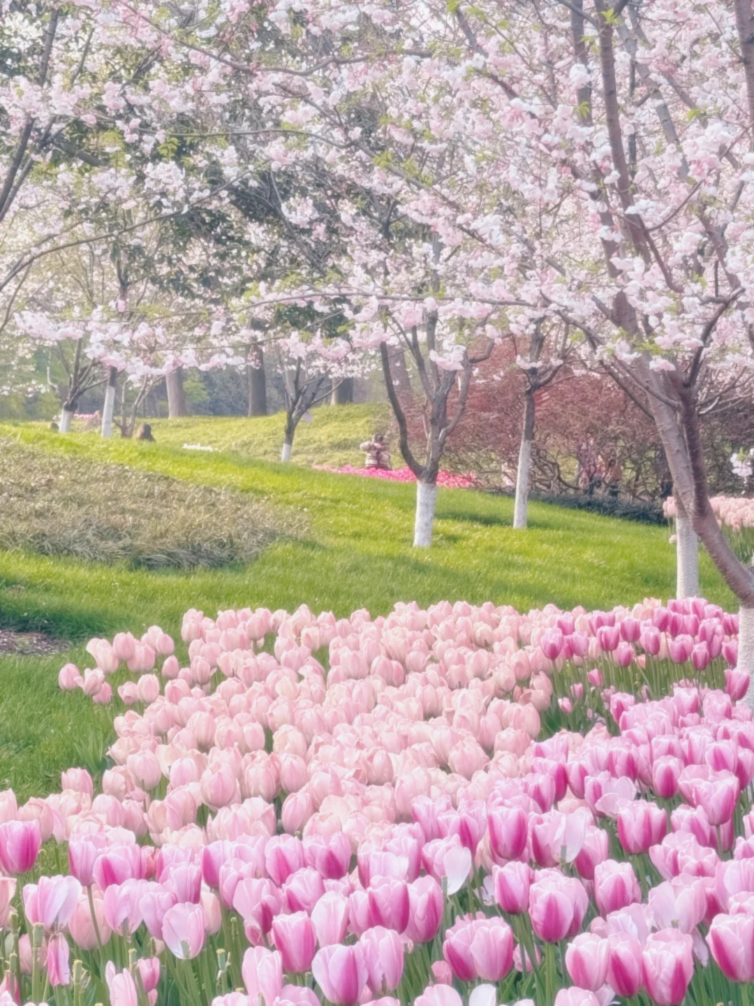 杭州太子湾公园‼️想在这里原地结婚‼️