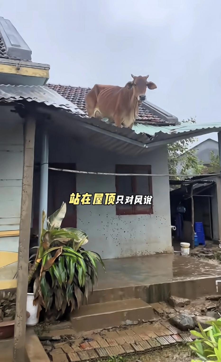 你们见过牛造反吗？