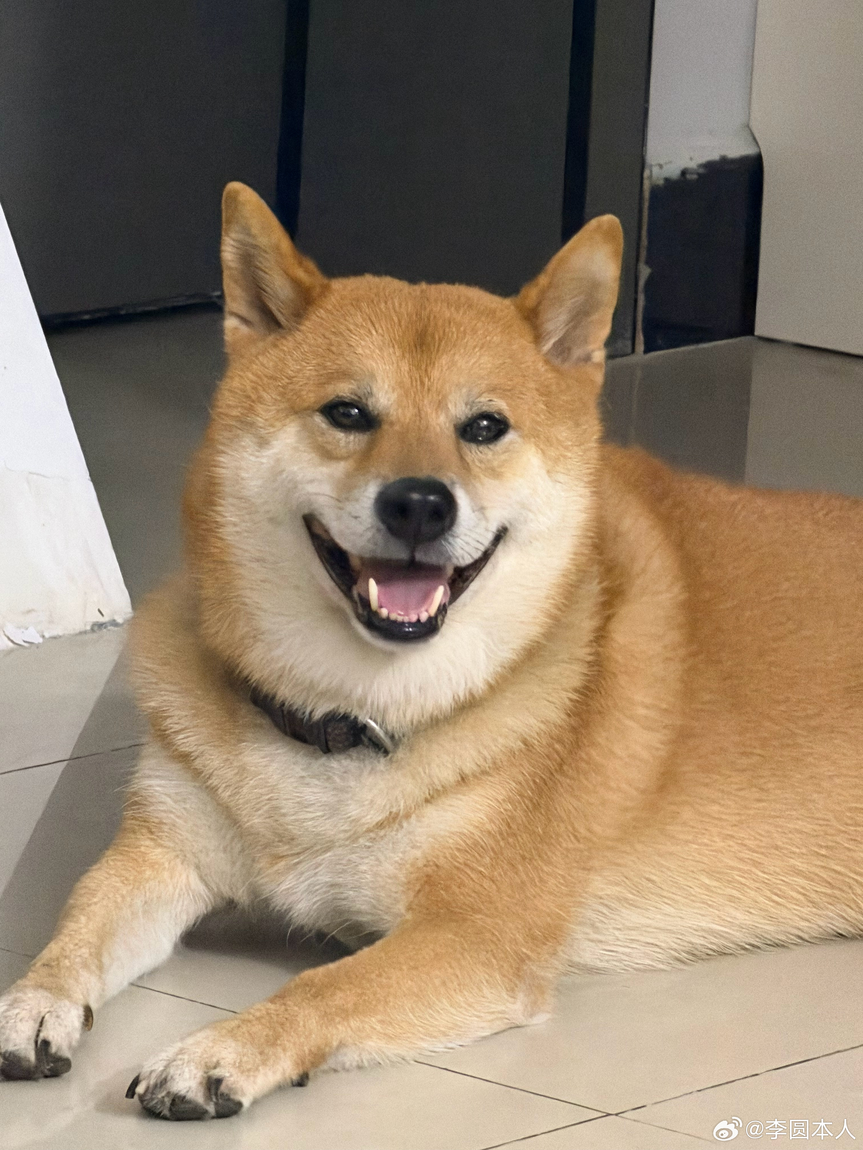 微笑小狗 