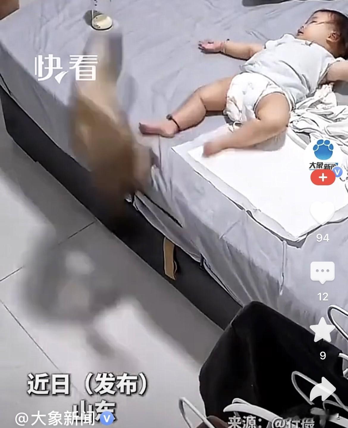 近日，山东一户人家里，小宝宝安安静静独自躺在床上，乖巧躺着休息，地上的猫咪看准床