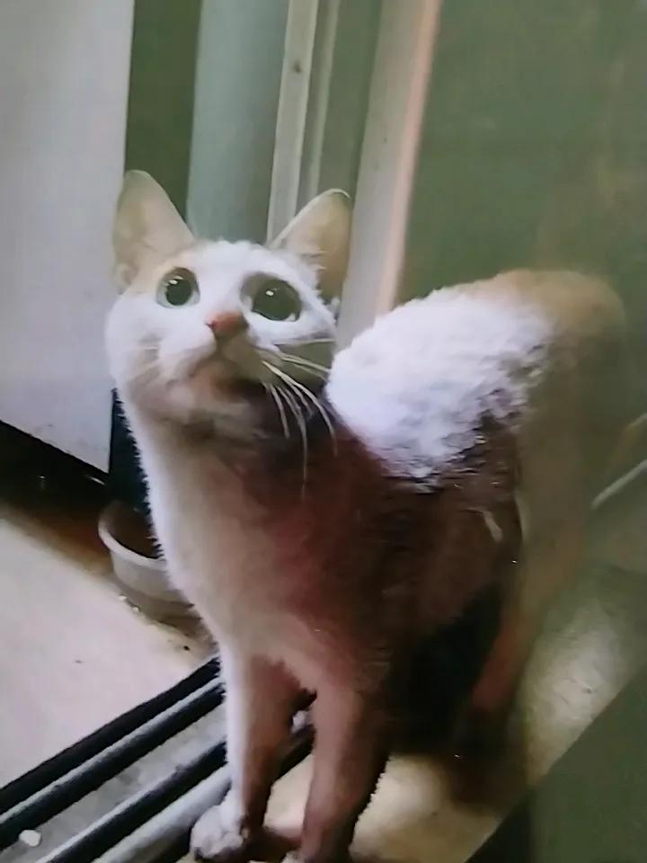 那我就分享一件今天开心的小事啰:
早上吃餐的时候，发现平时常去的那家小饭馆时，门