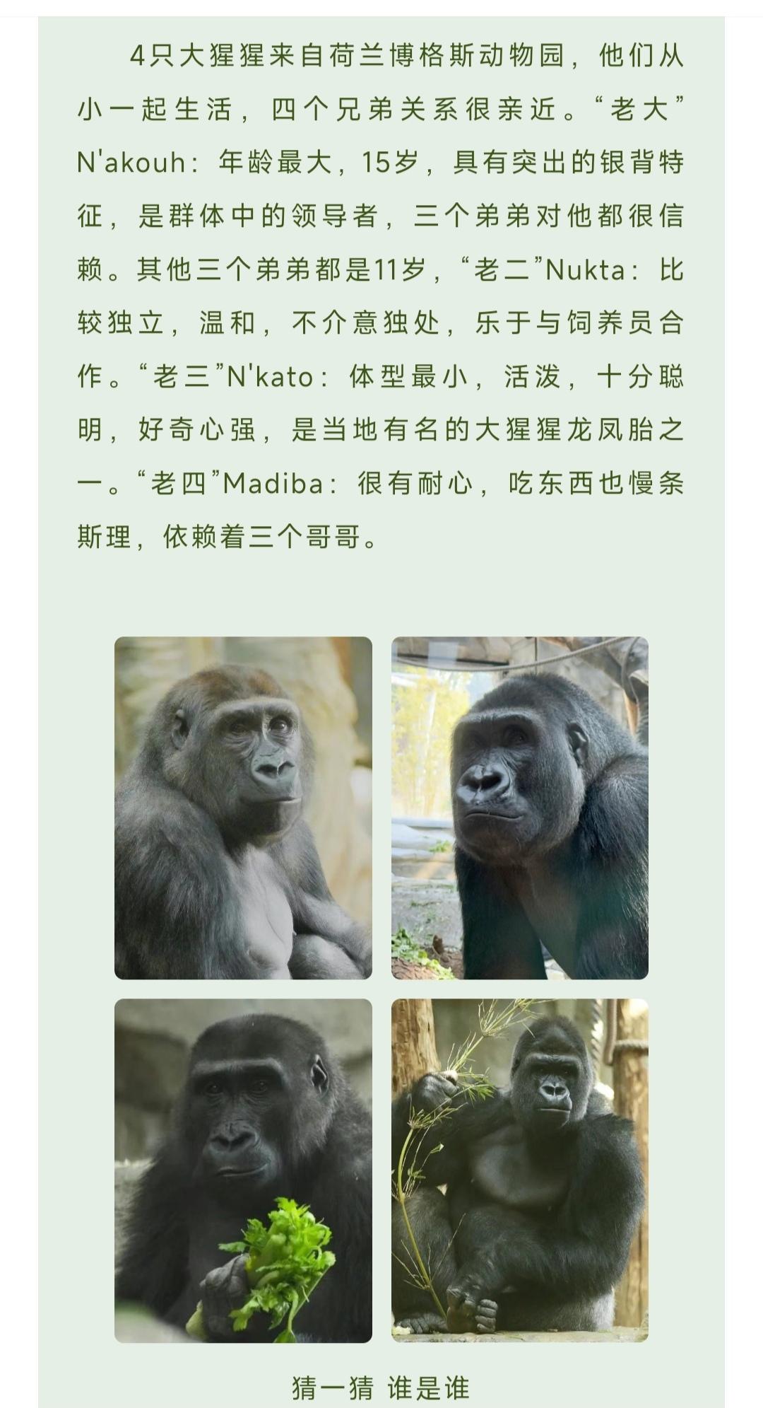 终于等到你们！红山苦尽甘来！越来越好！红山今天官宣了4只大猩猩！普天同...