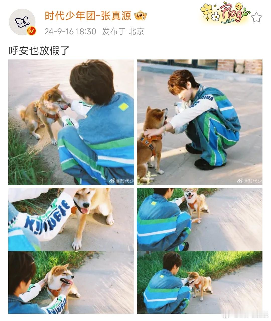 张真源分享最新随拍，和呼安一起拍照好可爱呀，感觉呼安又变肉乎了一些[doge] 