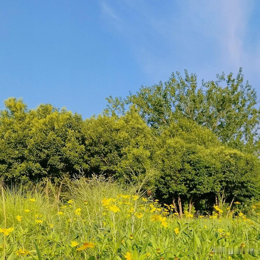 晨跑12公里后，心情大好，看着路过的花草树木，欣然拍照。
我看花木妩媚，料花木望