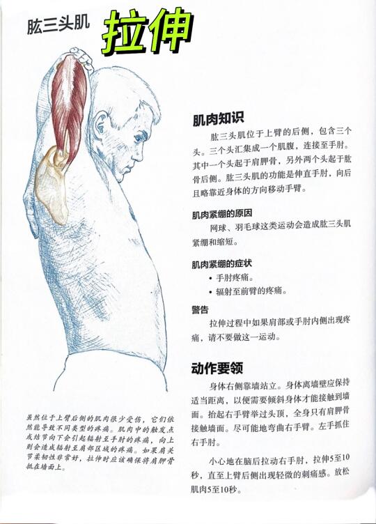 告别肱三头肌紧绷💪 必学拉伸教程