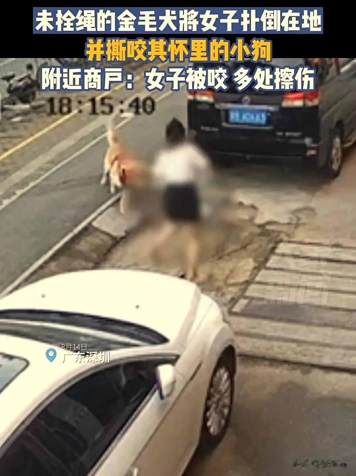 太可怕了！广东深圳，女子抱着小狗在街上走着，突然一只未拴狗绳的金毛犬将她扑倒在地