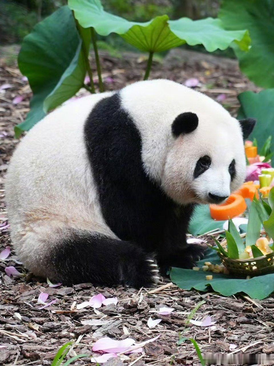 熊猫守护者 谁能拒绝呆萌的大熊猫！啃竹子、晒暖阳，翻着圆滚滚的身子打闹。一举一动