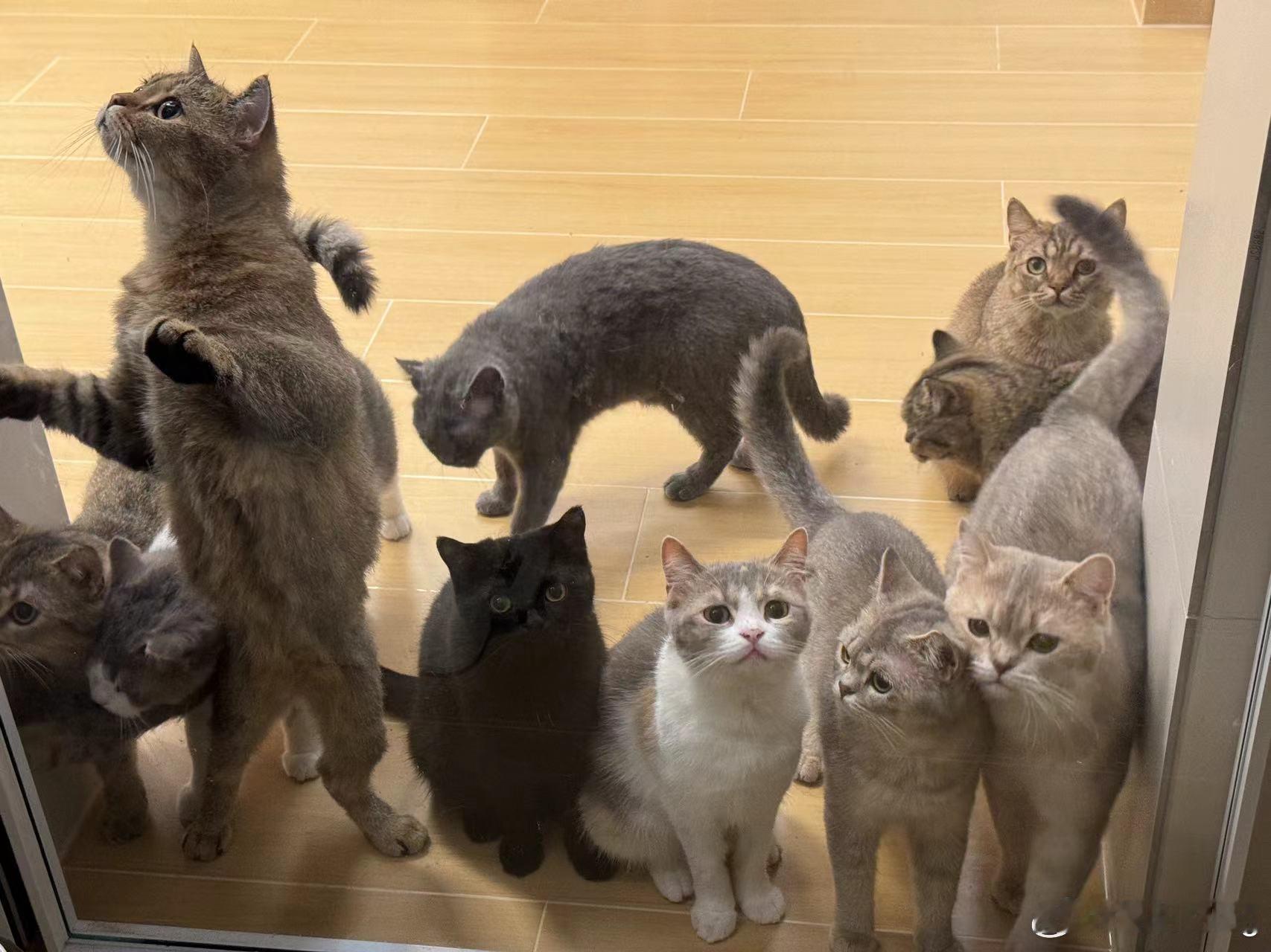 洗猫 高危工作咱们家妥妥的是宠物美容店的洗猫大户。每年给猫洗澡就是一个大工程，要