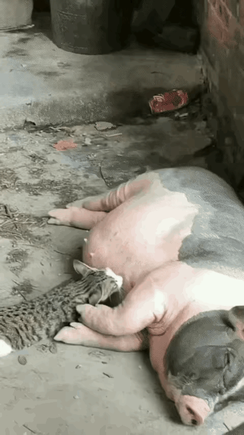 见过脸皮厚的猫，真没见过这么厚的！一只小猫盯上了正在歇着的母猪，凑上去就想喝猪奶