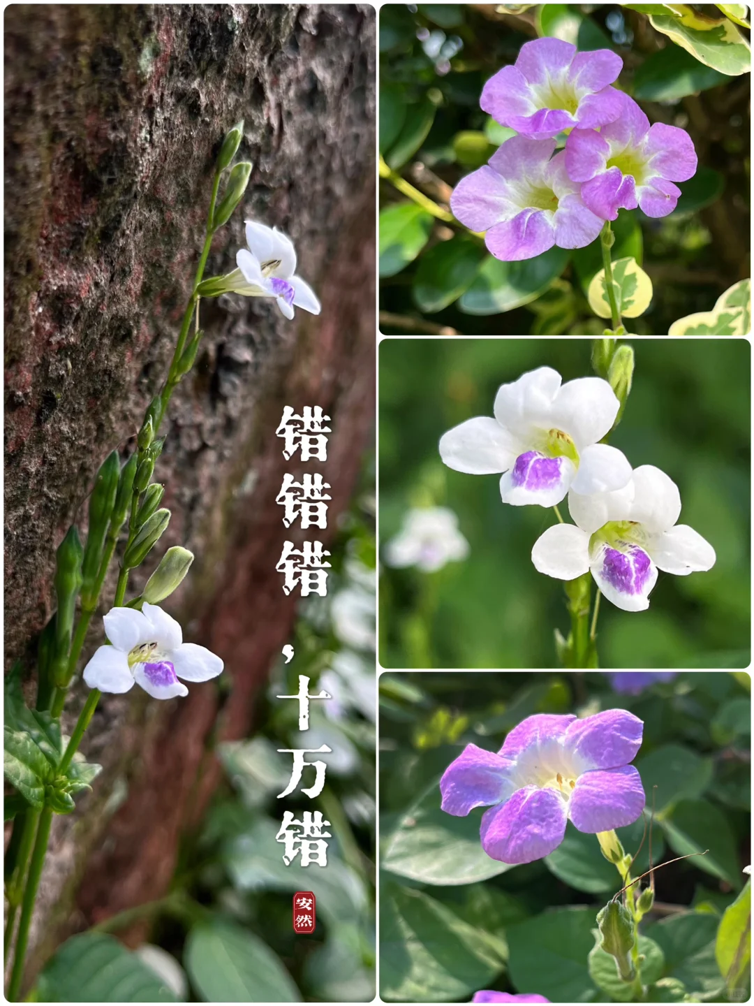 福州植物美图｜委屈巴巴的宽叶十万错
