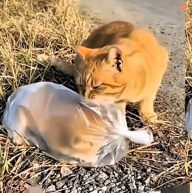 公路边这一幕真的看得人又气又心疼！

橘猫妈妈正带着孩子晒太阳，结果路过的小孩直