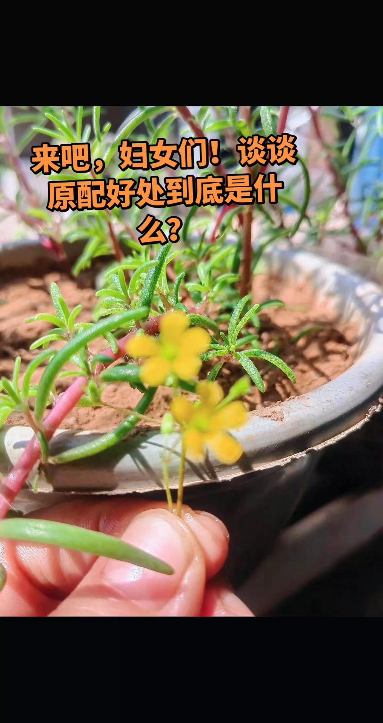 小三不知原配的苦，原配不懂小三的难！手掌小花