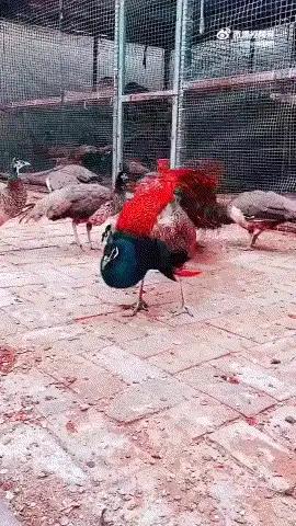 开眼了！鸿运当头，金凤展翅，预示:2016红红火火！
孔雀开屏