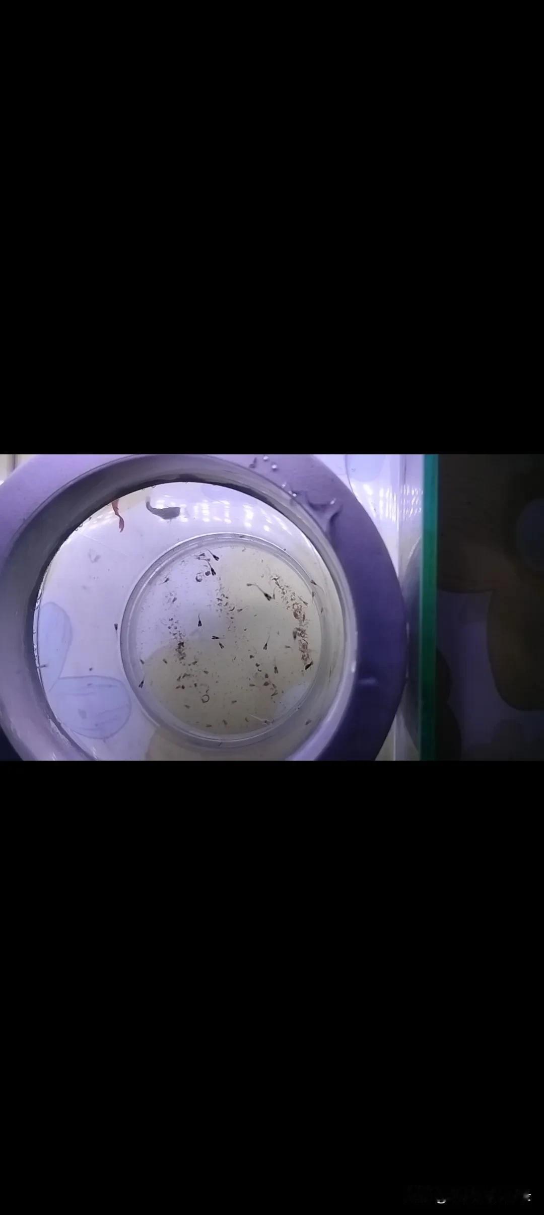 买的孔雀鱼
给我下了一窝小鱼崽
这一窝足足有二三十天
真划算呀
买了五条鱼这下子
