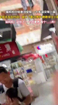 猫妈妈屋檐边失手丢娃，背娃奶爸一招稳稳接住小奶猫
 猫妈妈叼着小猫在屋檐边上溜达