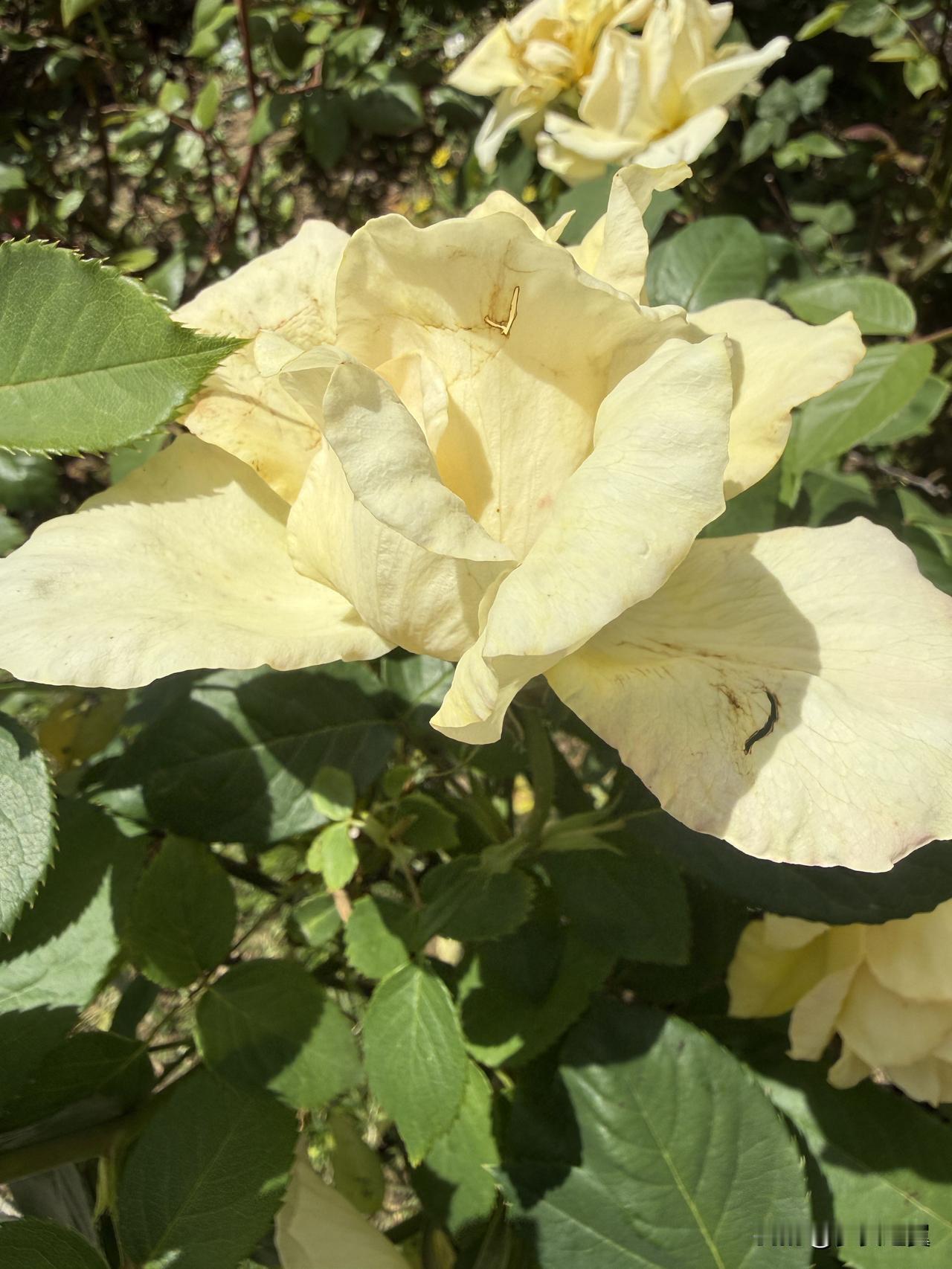 【小对联】
上：投票；
下：……？