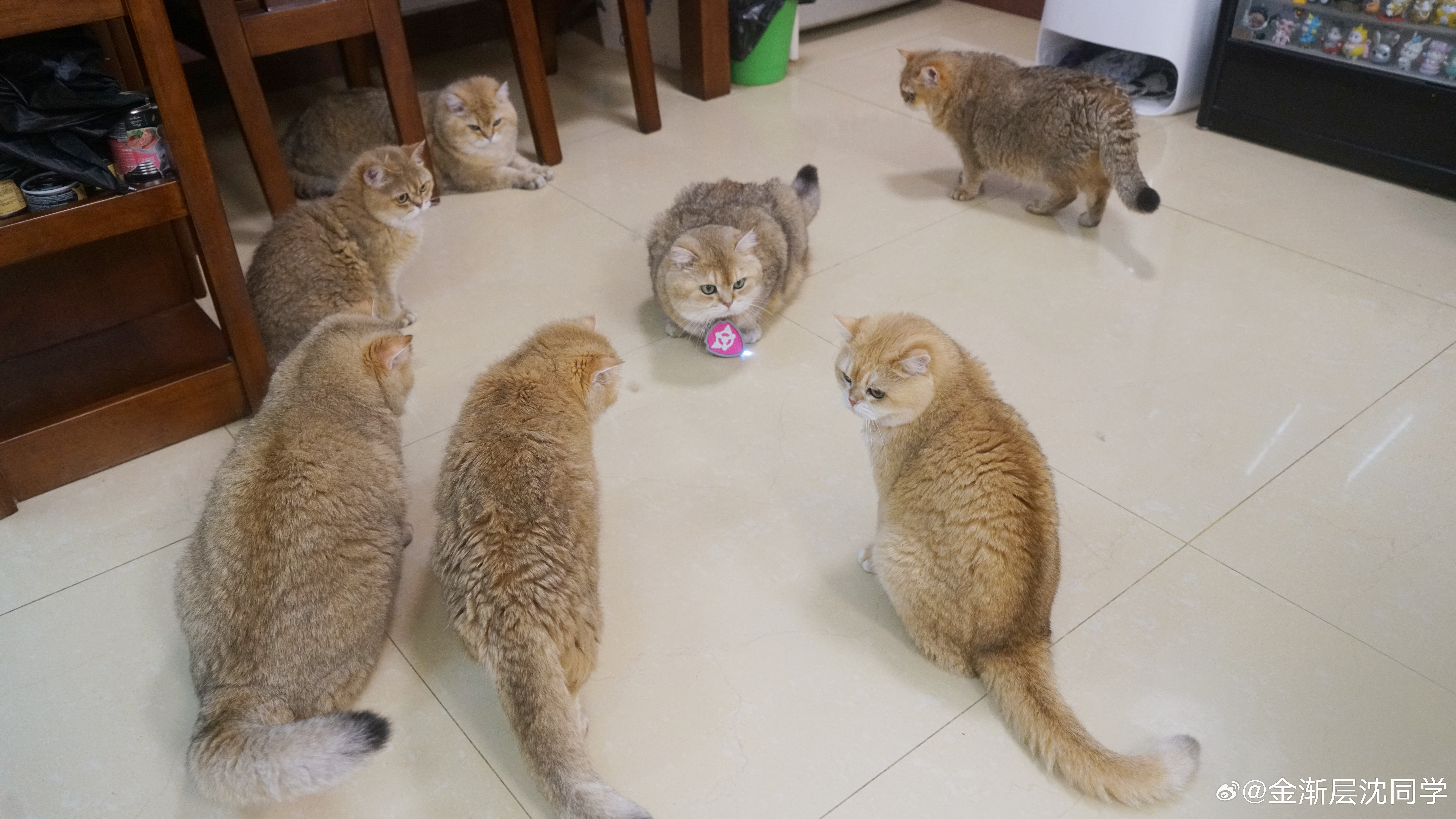 围观！萌宠猫咪我的520在陪它