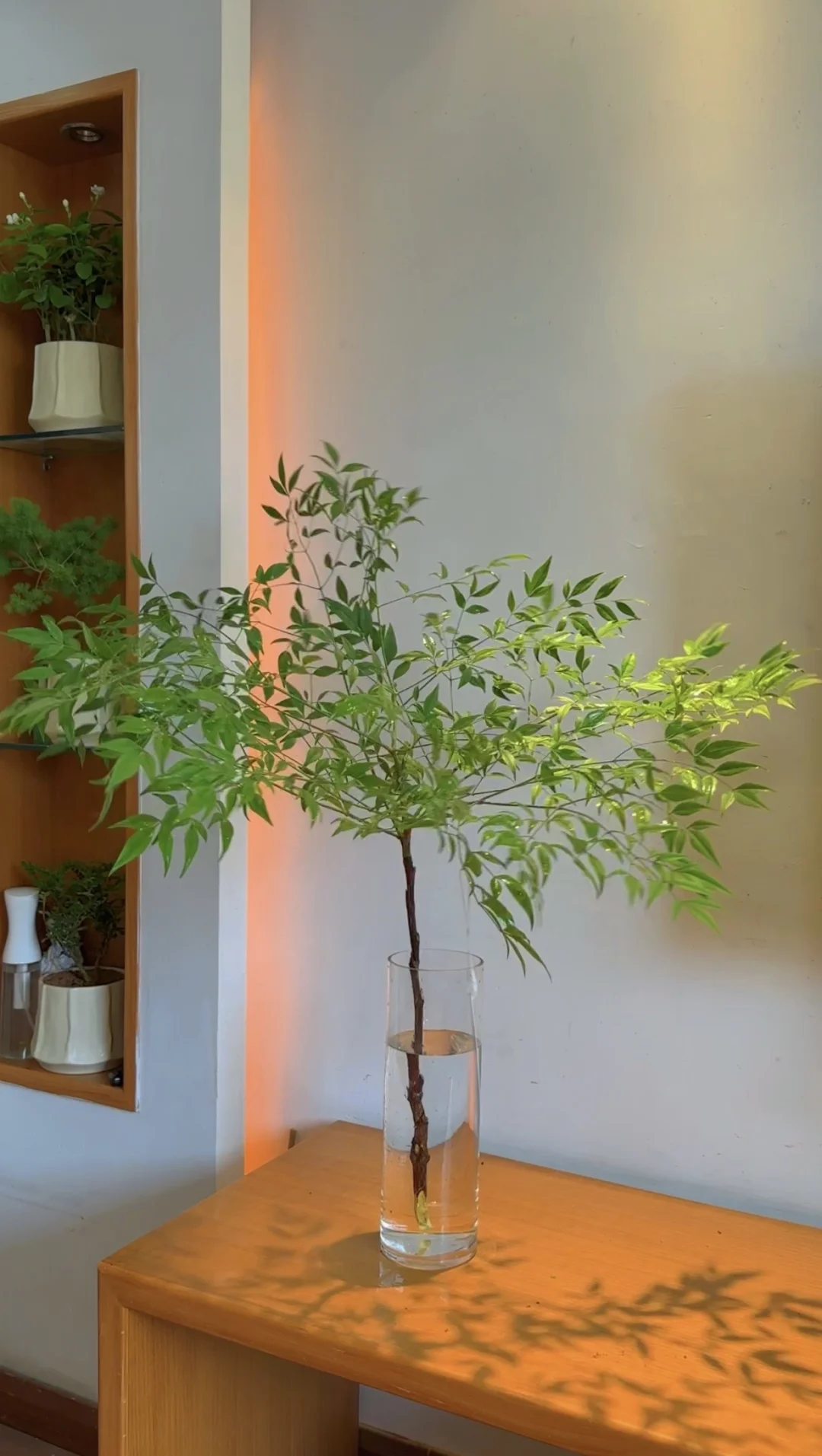 夏日清凉🌿氛围感绿植水培南天竹