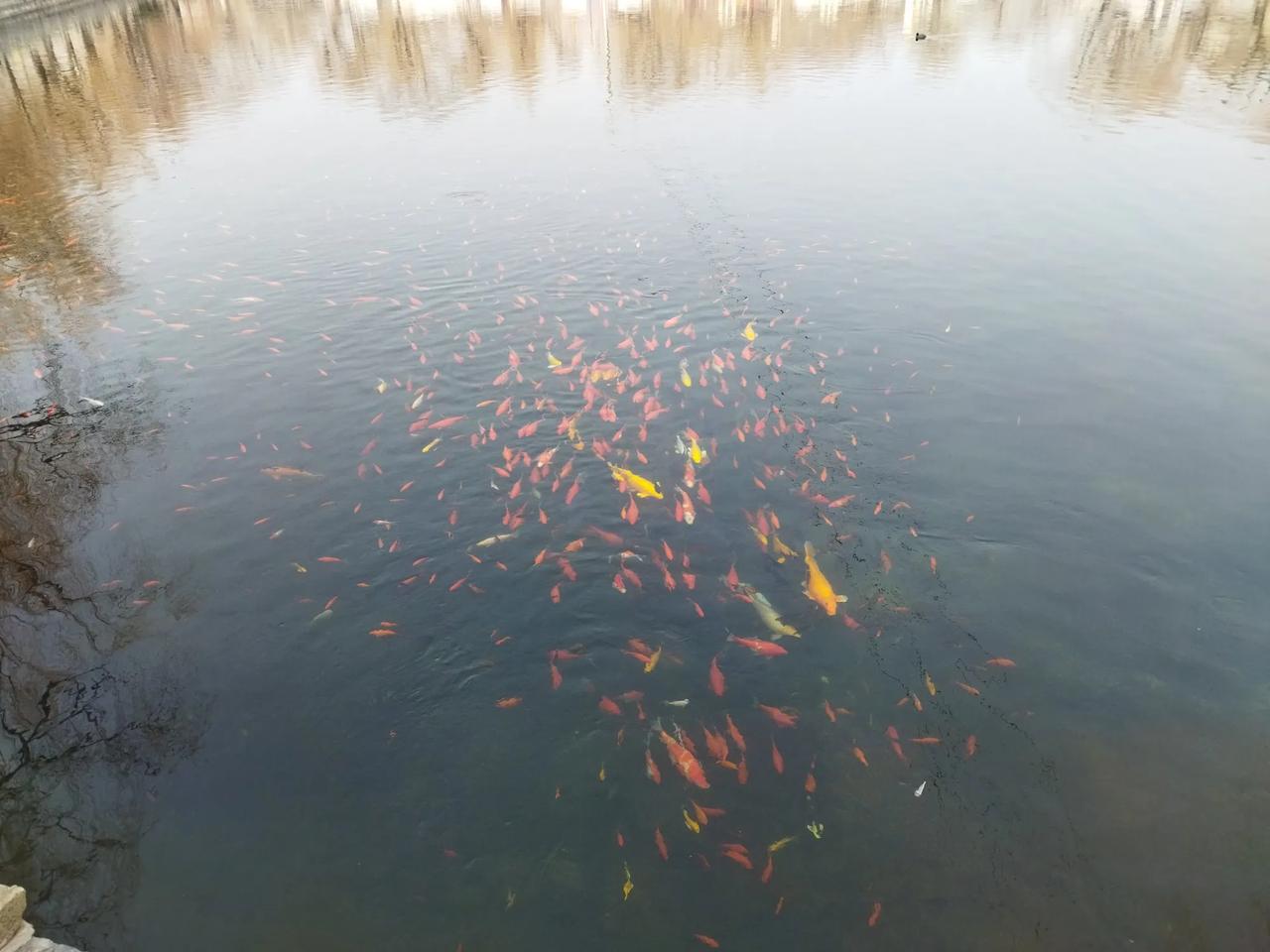 晒图笔记大赛鱼儿游来游去。看着赏心悦目。心情都好了很多。